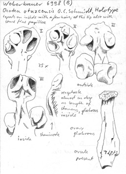 Vorschaubild Ocotea otuzcensis O. Schmidt